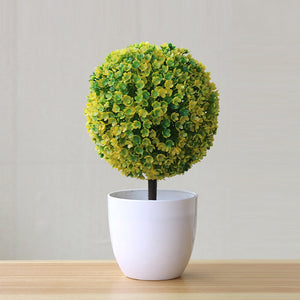 Topiary Ball Shape Bonsai